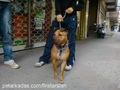 kity Dişi Amerikan Pitbull Terrier