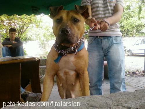 kity Dişi Amerikan Pitbull Terrier