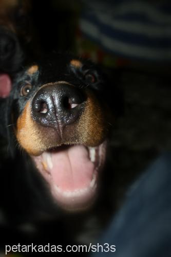 gece Erkek Rottweiler