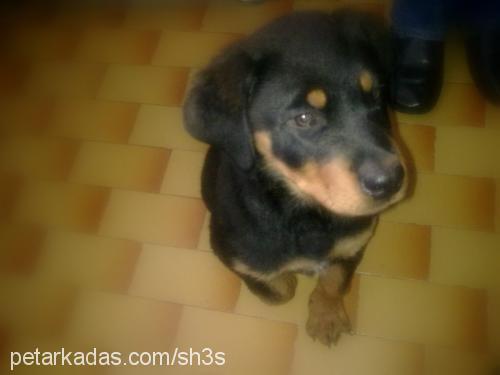 gece Erkek Rottweiler