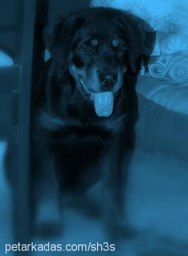 gece Erkek Rottweiler