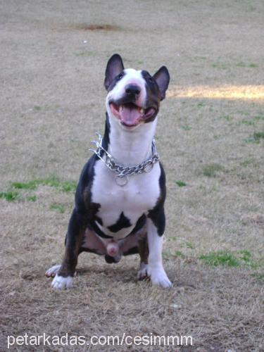 haşmet Erkek Minyatür Bull Terrier