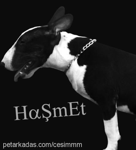 haşmet Erkek Minyatür Bull Terrier