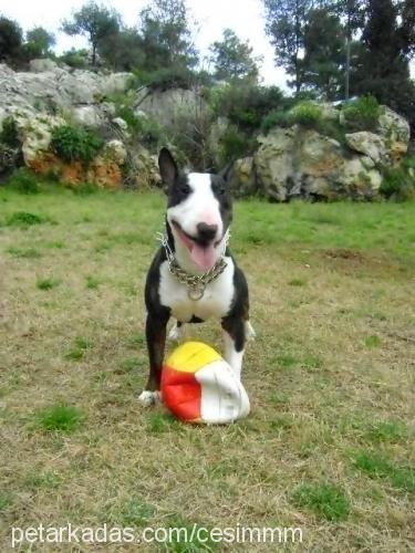 haşmet Erkek Minyatür Bull Terrier