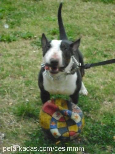 haşmet Erkek Minyatür Bull Terrier