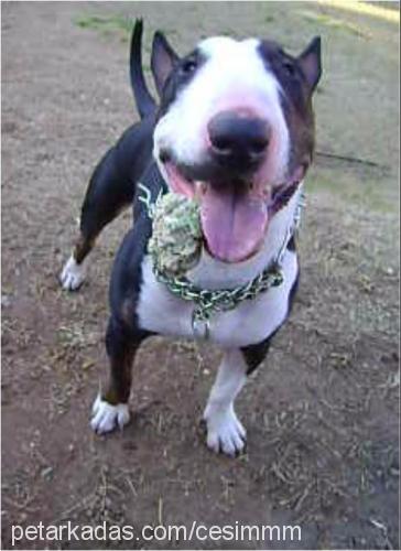 haşmet Erkek Minyatür Bull Terrier