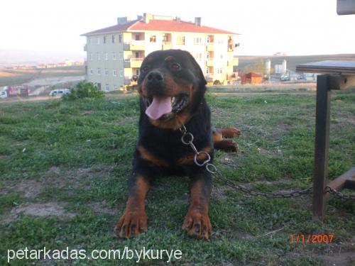 ronin Erkek Rottweiler