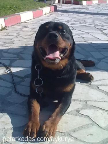 ronin Erkek Rottweiler