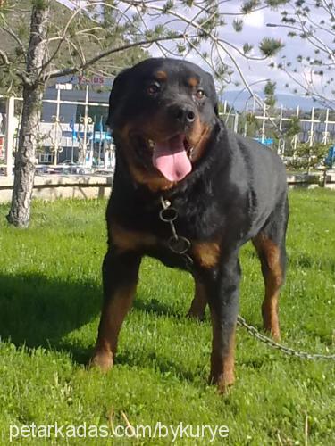 ronin Erkek Rottweiler