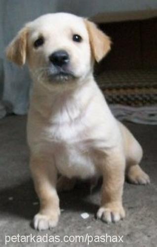 pasa Erkek Golden Retriever