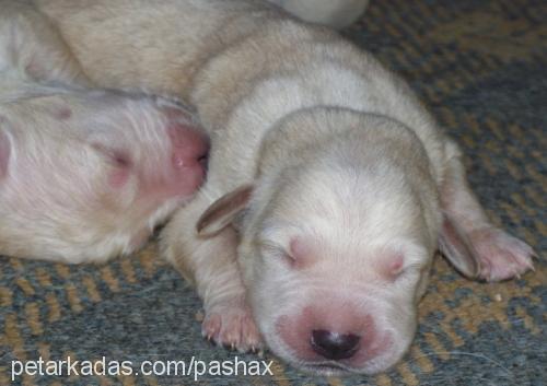 pasa Erkek Golden Retriever