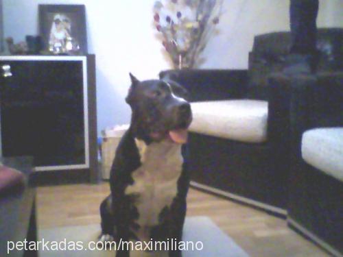 tank Erkek Staffordshire Bull Terrier