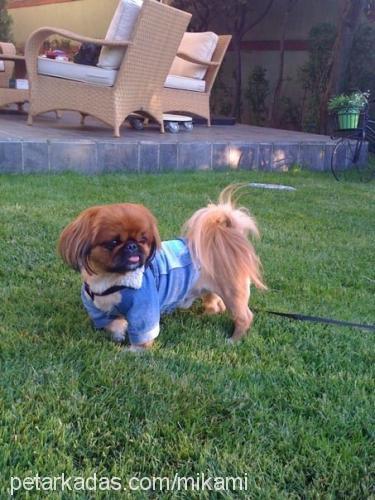 cookie Erkek Pekingese