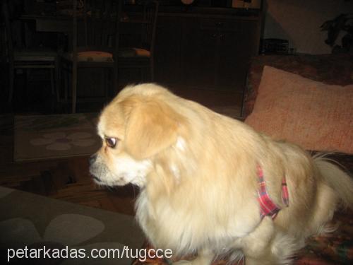 cincan Erkek Tibetli Spaniel