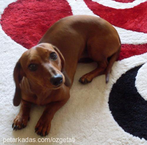 tati Dişi Dachshund