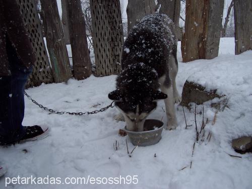 tina.. Dişi Sibirya Kurdu (Husky)