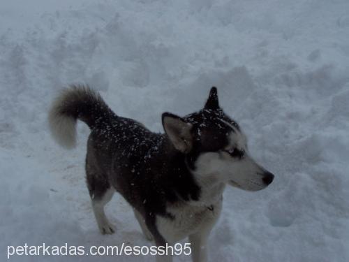 tina.. Dişi Sibirya Kurdu (Husky)