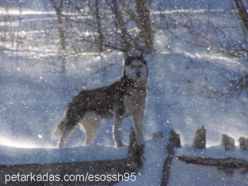 tina.. Dişi Sibirya Kurdu (Husky)