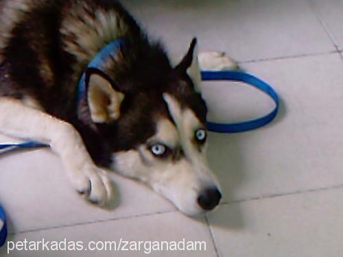 mavi Dişi Sibirya Kurdu (Husky)