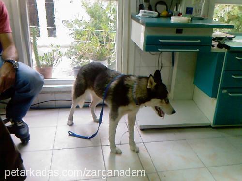 mavi Dişi Sibirya Kurdu (Husky)