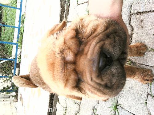 kÖfte Dişi Çin Shar-Pei