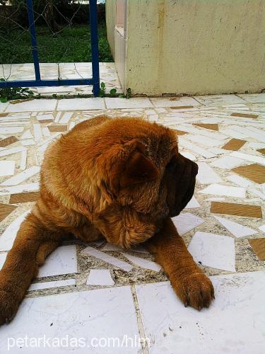 kÖfte Dişi Çin Shar-Pei