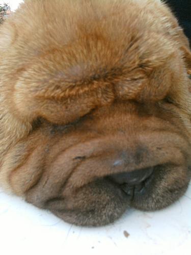 kÖfte Dişi Çin Shar-Pei