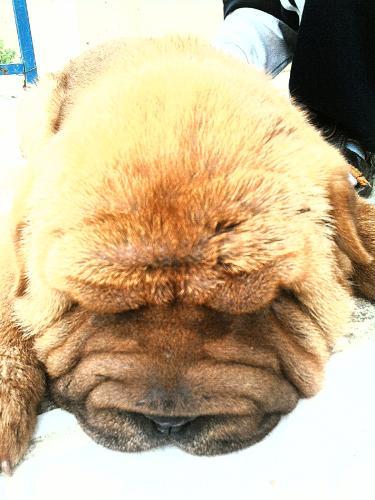 kÖfte Dişi Çin Shar-Pei