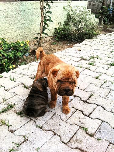 kÖfte Dişi Çin Shar-Pei