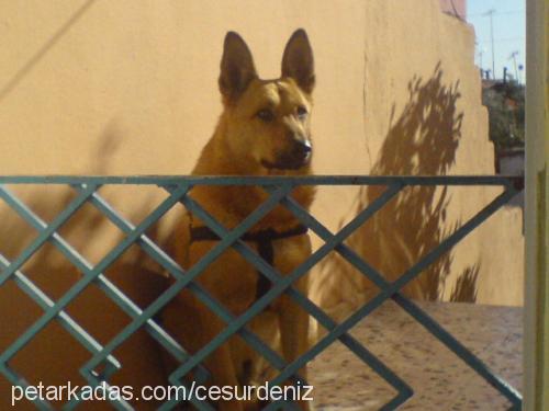 paşa Erkek Alman Çoban Köpeği