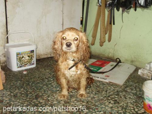 sisi Dişi İngiliz Cocker Spaniel