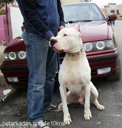 zeus Erkek Dogo Arjantin