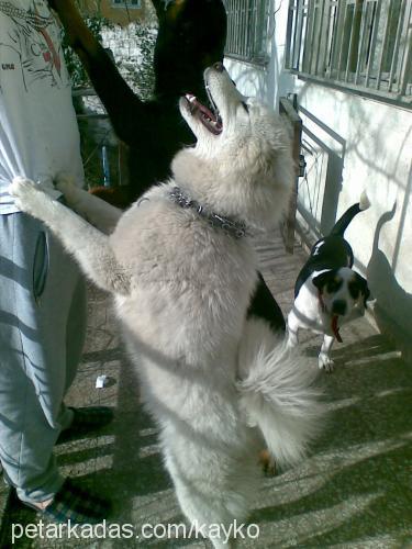 afrodit Dişi Samoyed