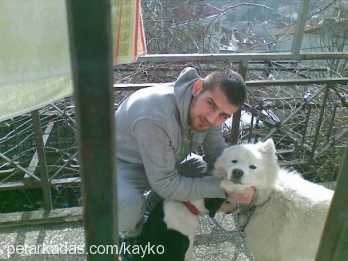 afrodit Dişi Samoyed