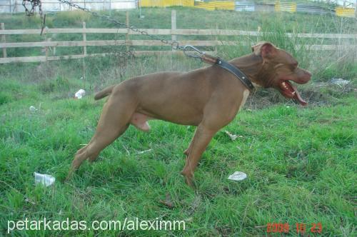 oğlum Erkek Amerikan Pitbull Terrier