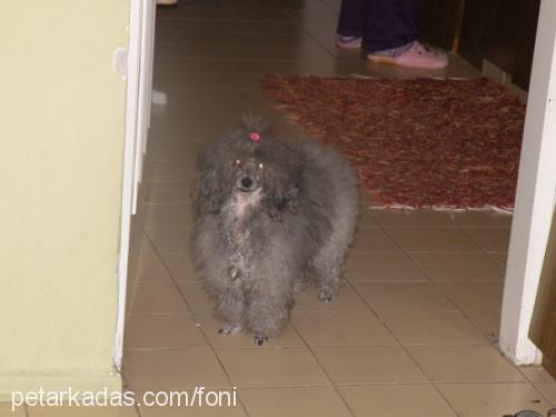 kırpık Dişi Poodle (Minyatür Kaniş)