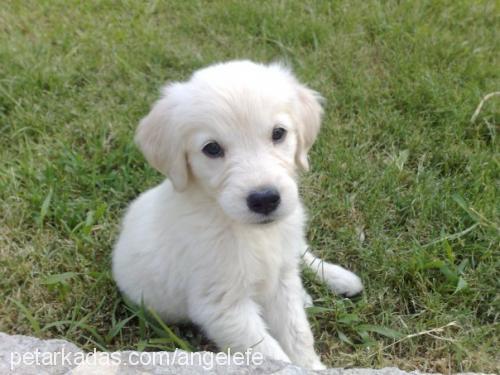 angel Dişi Golden Retriever