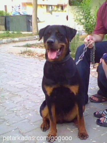 Şila Dişi Rottweiler