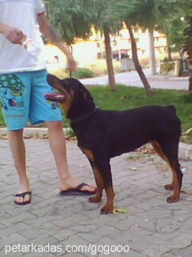 Şila Dişi Rottweiler