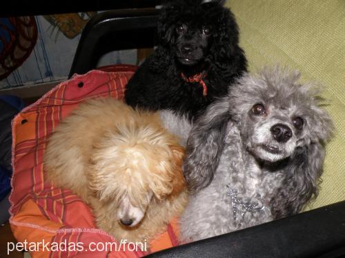 kırpık Dişi Poodle (Minyatür Kaniş)