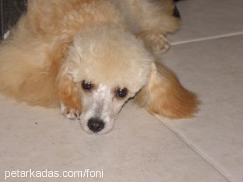 kakofoni Dişi Poodle (Minyatür Kaniş)