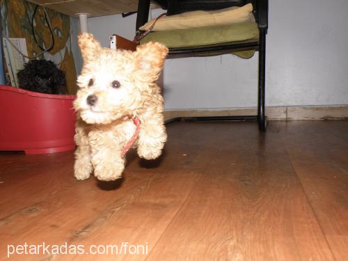 kakofoni Dişi Poodle (Minyatür Kaniş)