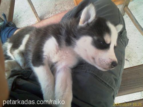 kun Erkek Sibirya Kurdu (Husky)