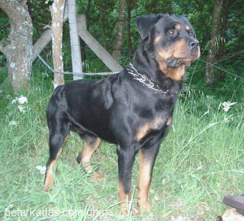 santo Erkek Rottweiler