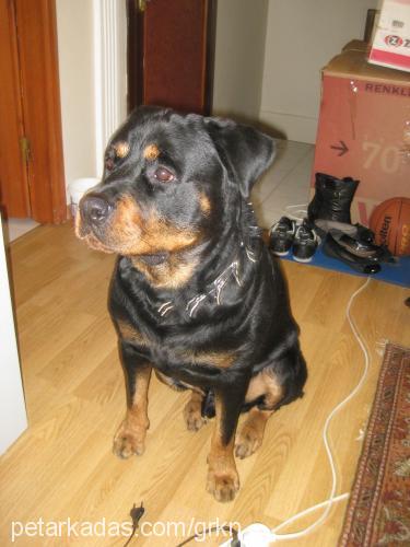 santo Erkek Rottweiler