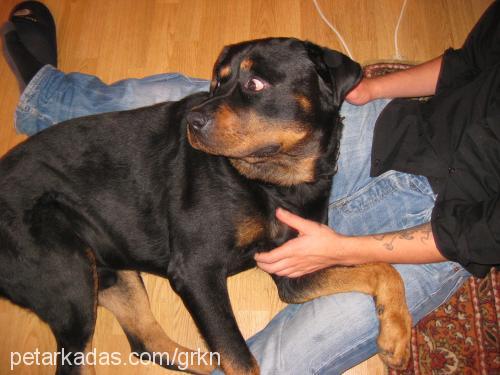 santo Erkek Rottweiler