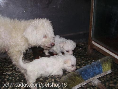 lİlİ Dişi Welsh Terrier