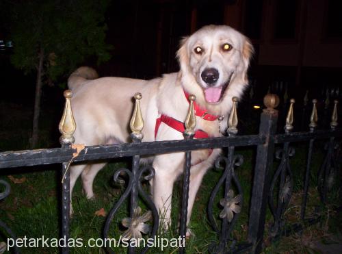 luka Dişi Golden Retriever