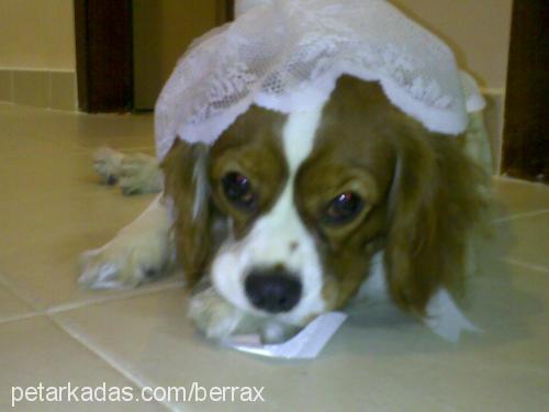 Çilli Dişi Cavalier King Charles Spanieli