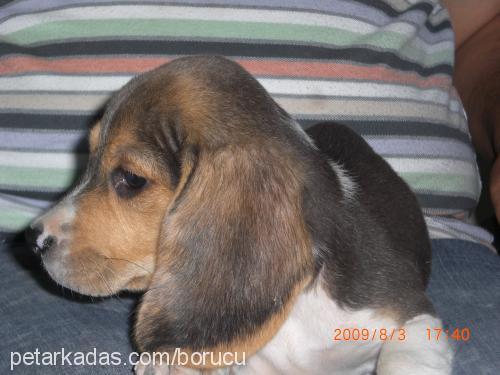 lulu Dişi Beagle